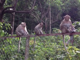 Alpha (left) about to threaten the family (right)