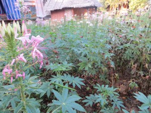 The garden at Family Huts, the second place we stayed in Pai