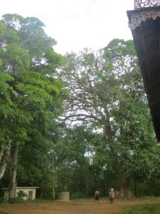 shaking out the mangos