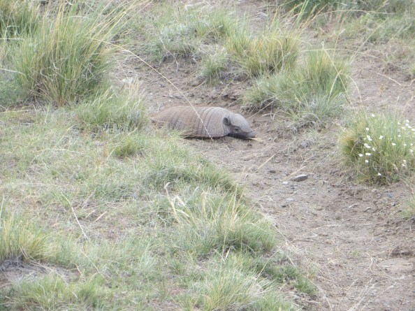 spotted this little guy while I was horseback riding in El Calafate