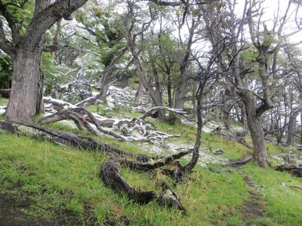forest next to the glacier