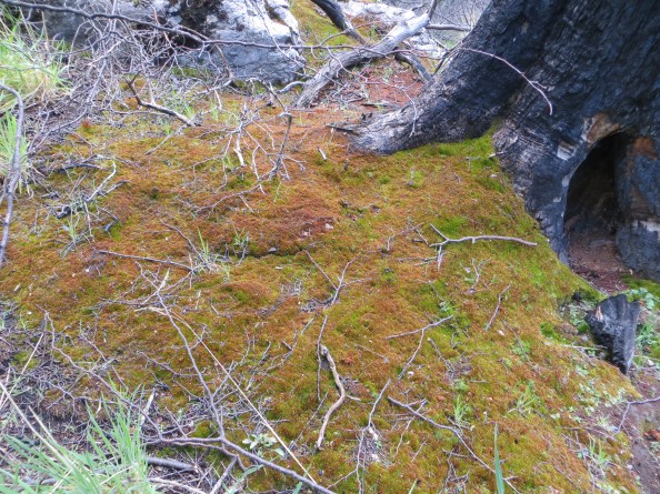 interesting colors on the moss