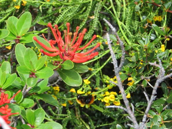 a bee doing some pollination